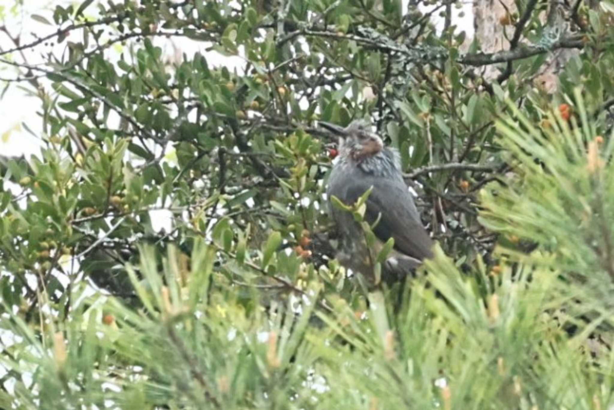 Brown-eared Bulbul