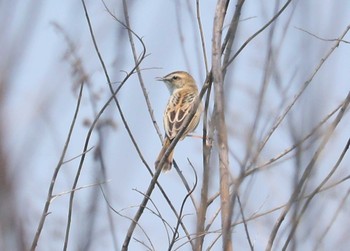 Zitting Cisticola 野崎川流域(知多市) Sat, 5/4/2024