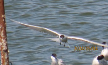 アジサシ 葛西臨海公園 2024年5月4日(土)