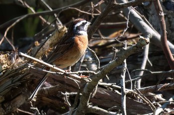 Meadow Bunting 十里木高原 Fri, 5/3/2024