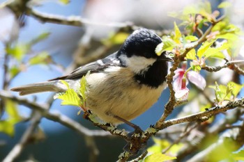 Coal Tit 富士山自然休養林 Fri, 5/3/2024