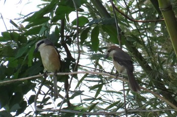 Bull-headed Shrike Watarase Yusuichi (Wetland) Sat, 5/4/2024