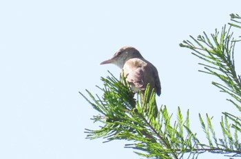 Oriental Reed Warbler Watarase Yusuichi (Wetland) Sat, 5/4/2024