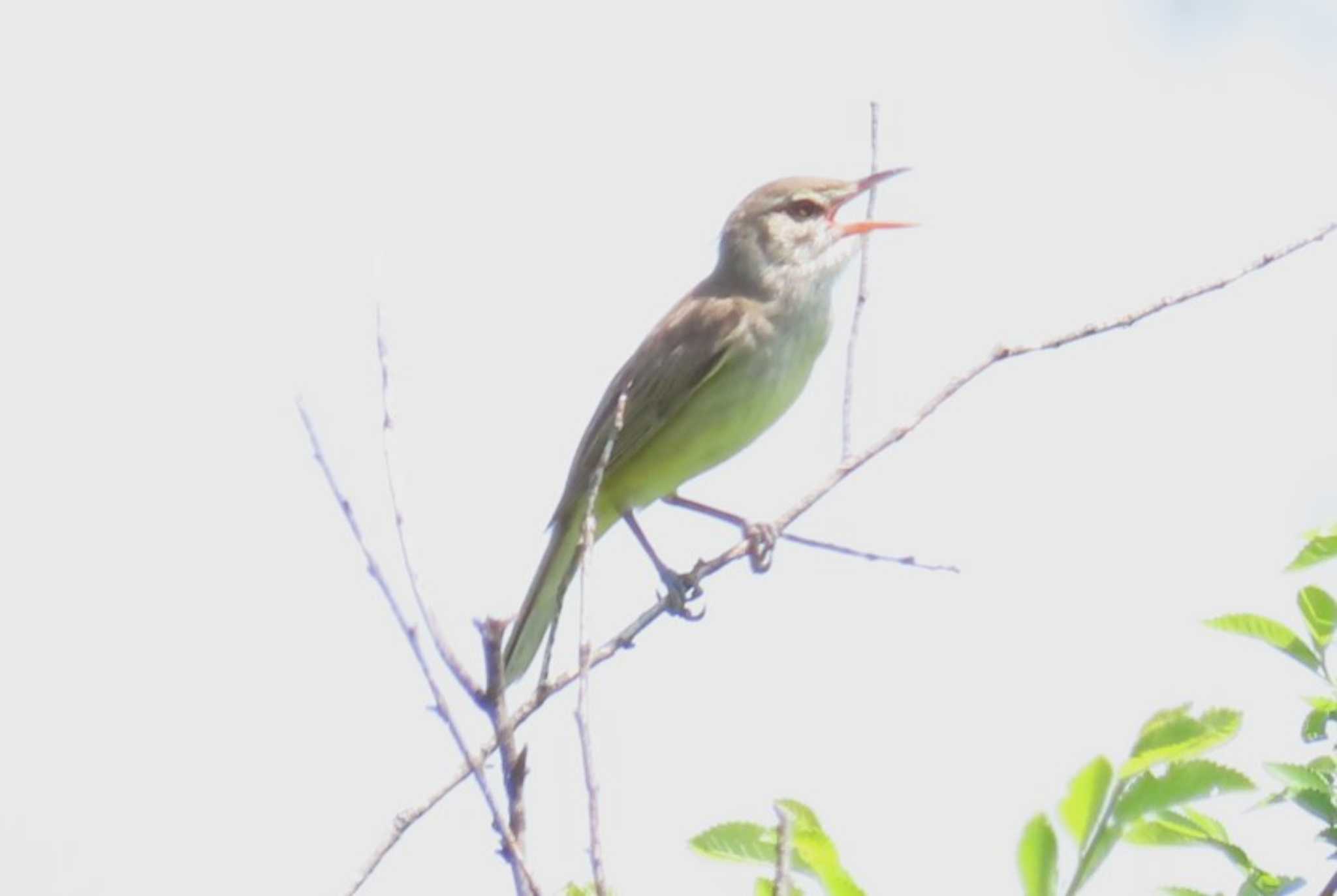 Photo of Oriental Reed Warbler at Watarase Yusuichi (Wetland) by ほおじろうず