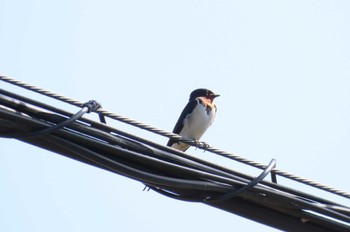 Barn Swallow Watarase Yusuichi (Wetland) Sat, 5/4/2024