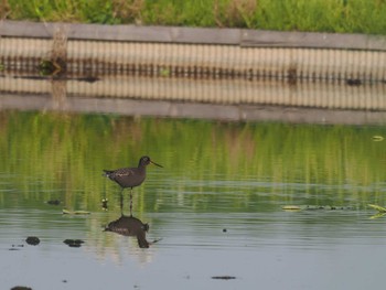 Spotted Redshank Unknown Spots Sat, 5/4/2024