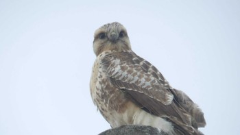 Eastern Buzzard 周文埠頭(北海道厚真町) Thu, 1/3/2019