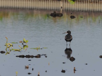 Spotted Redshank Unknown Spots Sat, 5/4/2024