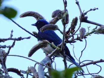 2024年5月3日(金) 吐竜の滝の野鳥観察記録