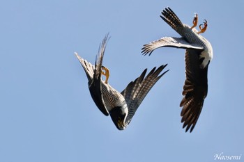 Peregrine Falcon 神奈川県 Sat, 5/4/2024