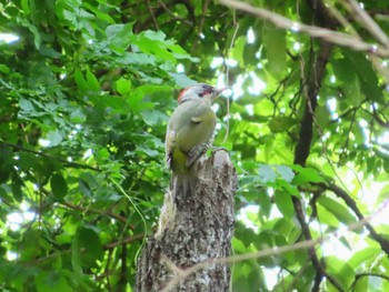 Japanese Green Woodpecker 権現山(弘法山公園) Fri, 5/3/2024