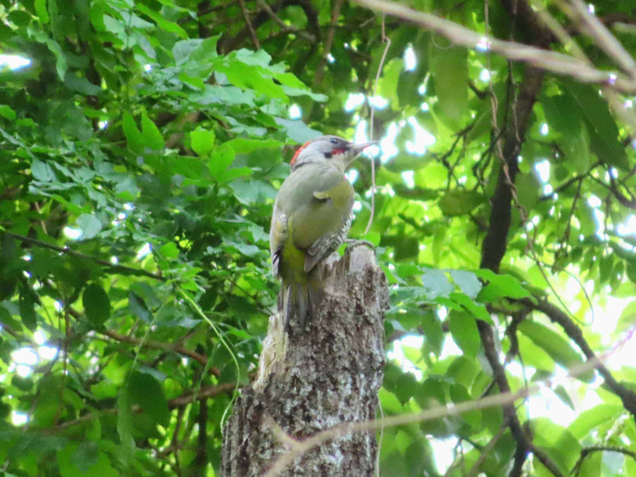 Japanese Green Woodpecker