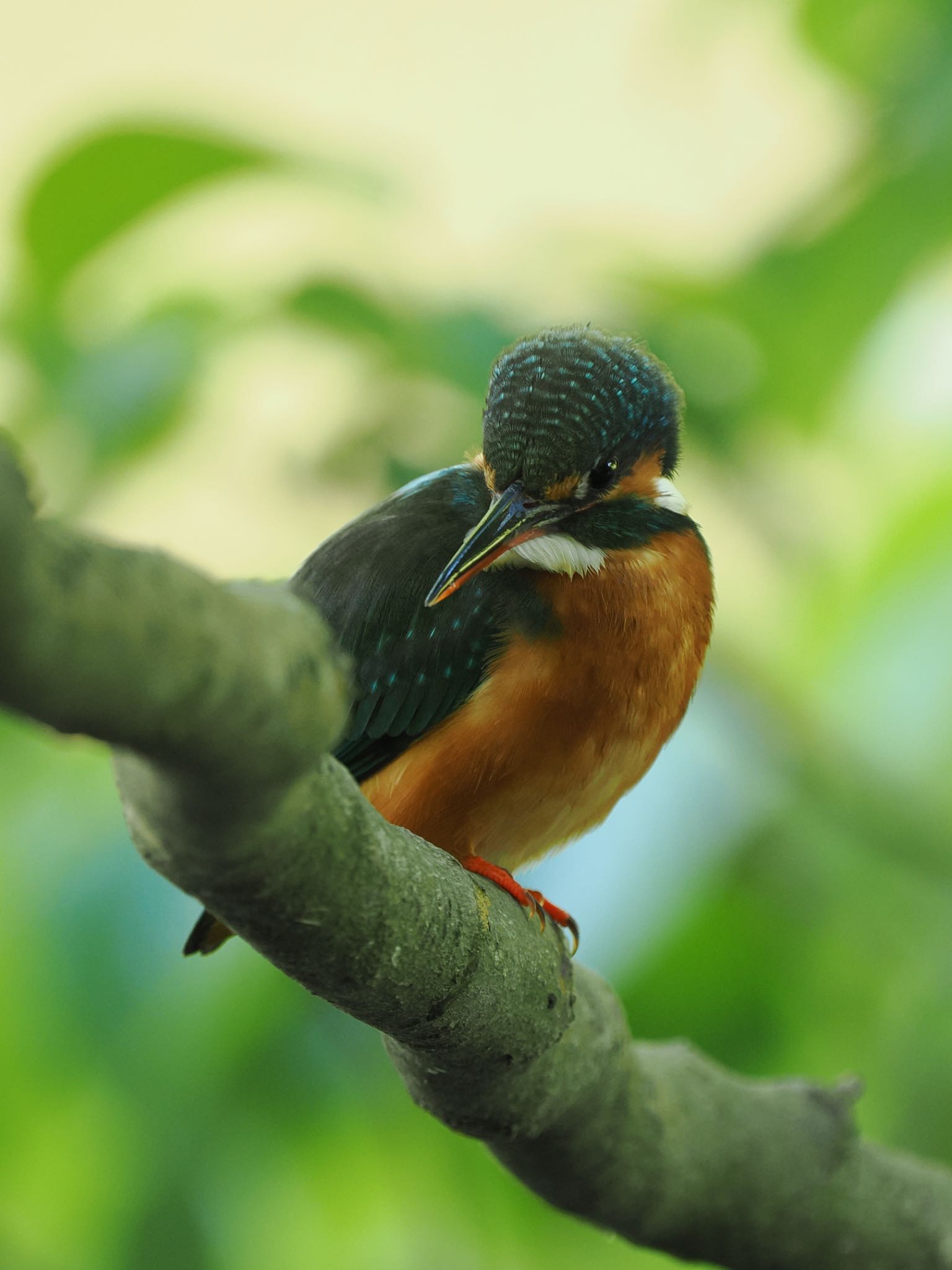 Photo of Common Kingfisher at 市川市 by daffy@お散歩探鳥＆遠征探鳥♪