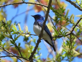 2024年5月1日(水) 西岡公園(西岡水源地)の野鳥観察記録