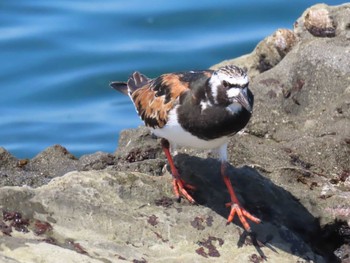 Ruddy Turnstone Terugasaki Beach Sat, 5/4/2024