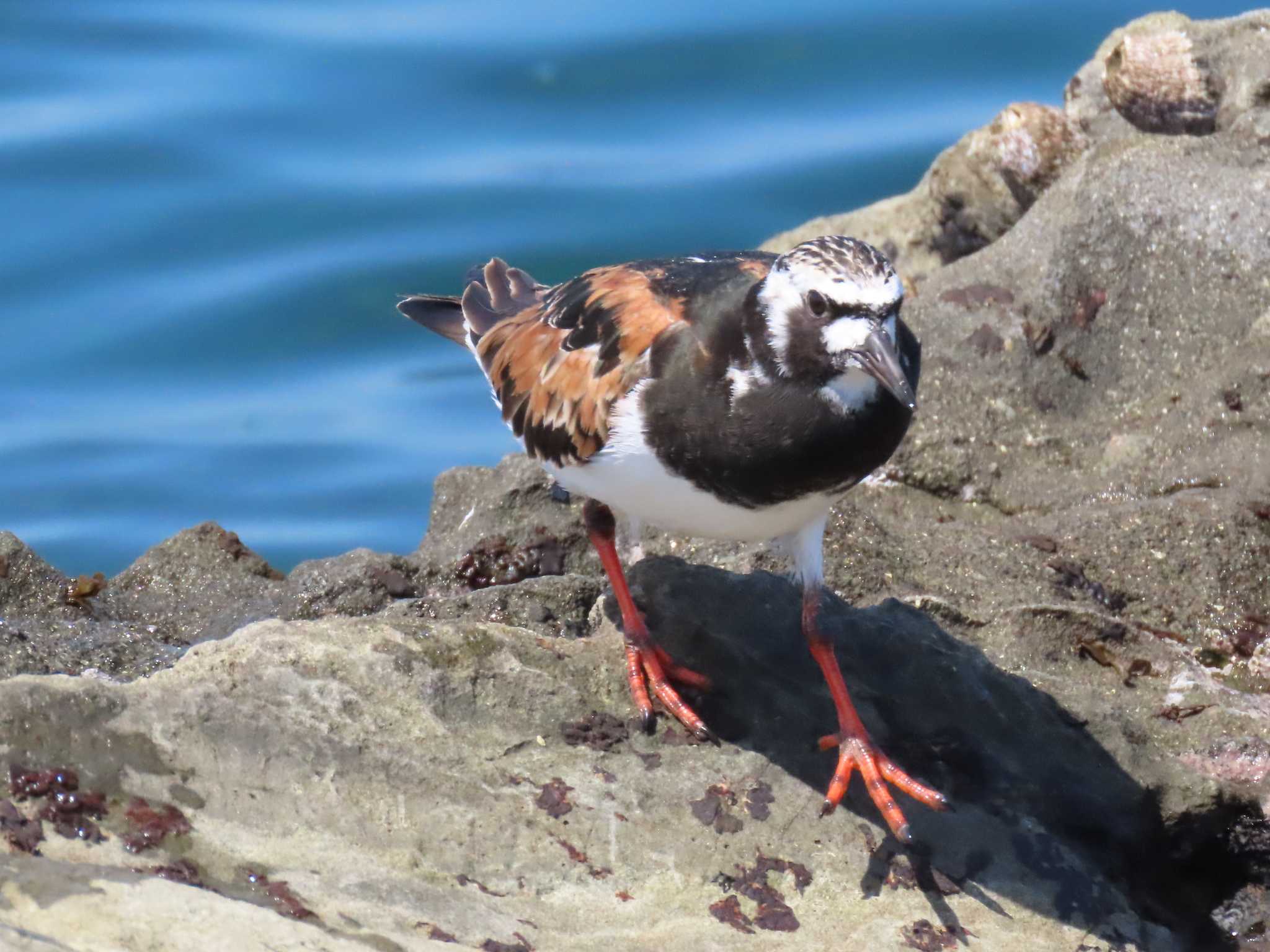 Photo of Ruddy Turnstone at Terugasaki Beach by aimo23