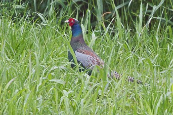 Tue, 4/30/2024 Birding report at 和歌山 紀の川