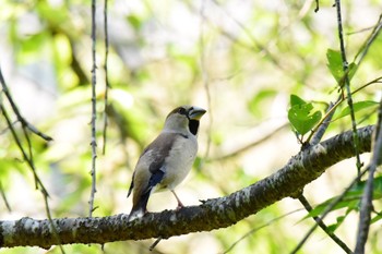 Hawfinch Akashi Park Sat, 5/4/2024