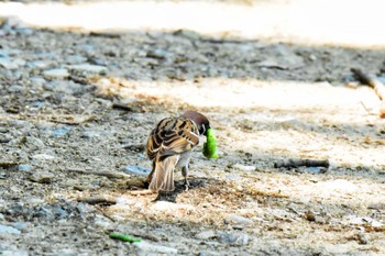 Eurasian Tree Sparrow Akashi Park Sat, 5/4/2024