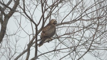 Eastern Buzzard 周文埠頭(北海道厚真町) Thu, 1/3/2019