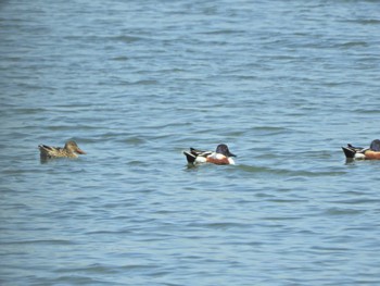 Northern Shoveler Yatsu-higata Fri, 5/3/2024