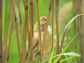 Oriental Reed Warbler Yatsu-higata Fri, 5/3/2024