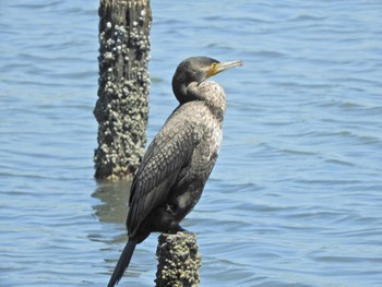 Great Cormorant Yatsu-higata Fri, 5/3/2024