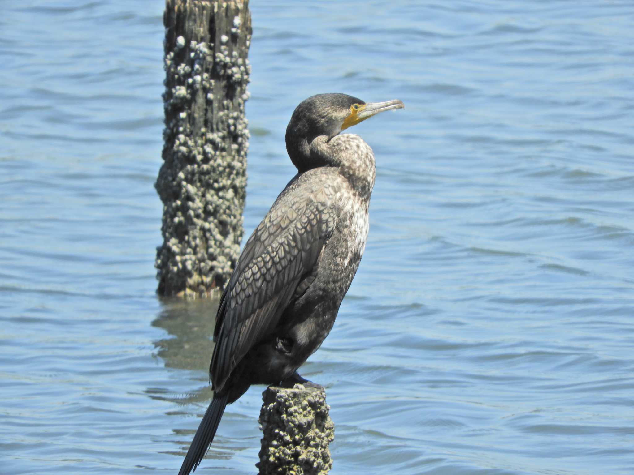 Photo of Great Cormorant at Yatsu-higata by maru