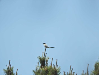 Azure-winged Magpie Yatsu-higata Fri, 5/3/2024