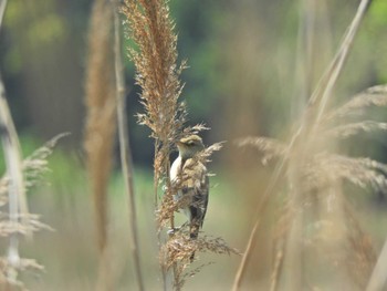Oriental Reed Warbler Yatsu-higata Fri, 5/3/2024