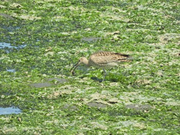 Eurasian Whimbrel Yatsu-higata Fri, 5/3/2024