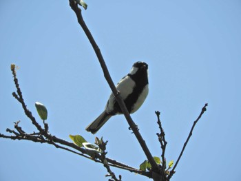 Japanese Tit Yatsu-higata Fri, 5/3/2024