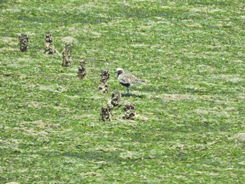 Grey Plover Yatsu-higata Fri, 5/3/2024