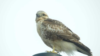 Eastern Buzzard 周文埠頭(北海道厚真町) Thu, 1/3/2019