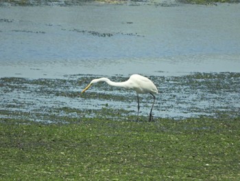 Great Egret Yatsu-higata Fri, 5/3/2024