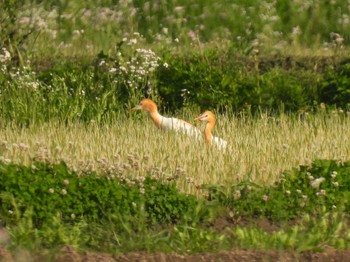 Sat, 5/4/2024 Birding report at 大久保農耕地