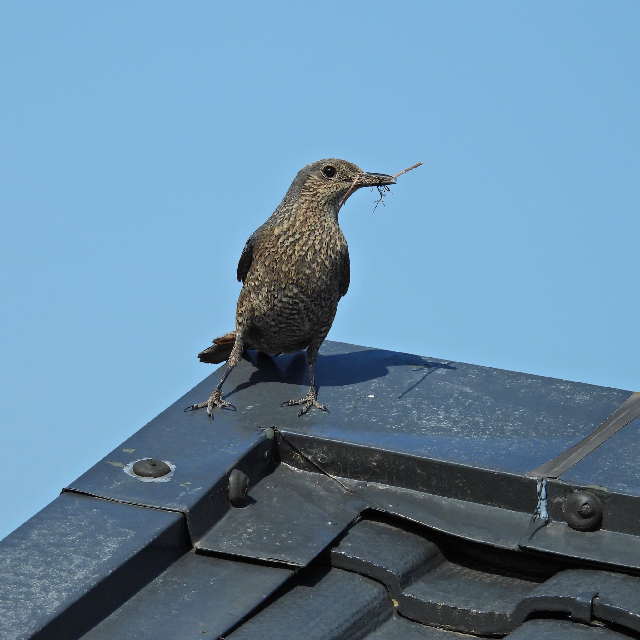 Photo of Blue Rock Thrush at 生駒市小平尾町 by  takatang