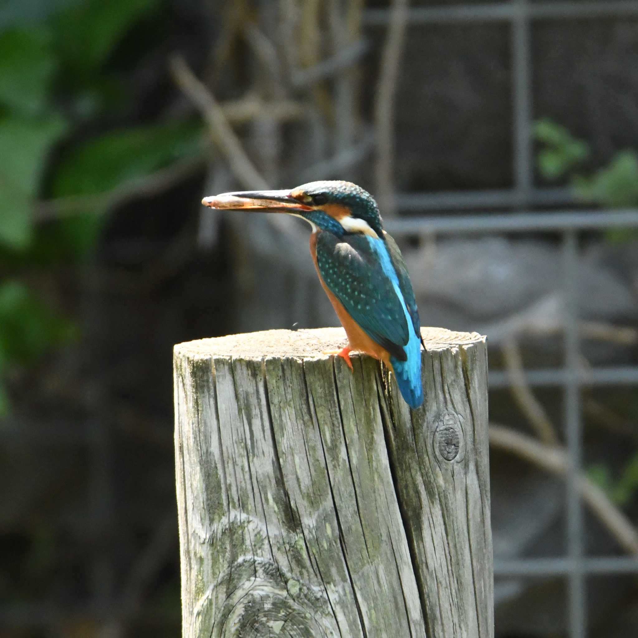 Photo of Common Kingfisher at Mizumoto Park by エスパシオ