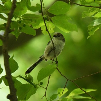 Long-tailed Tit Mizumoto Park Sat, 5/4/2024