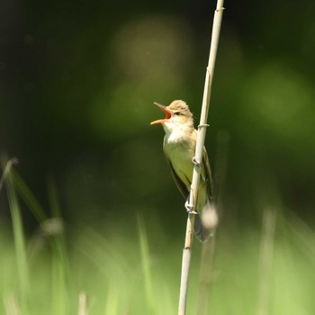 Oriental Reed Warbler Mizumoto Park Sat, 5/4/2024