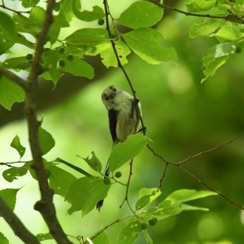 Long-tailed Tit Mizumoto Park Sat, 5/4/2024