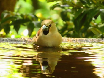 Hawfinch 権現山(弘法山公園) Fri, 5/3/2024