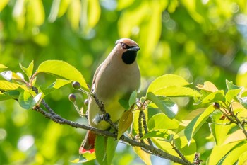 2024年5月4日(土) 水無瀬川緑道(豊田市)の野鳥観察記録