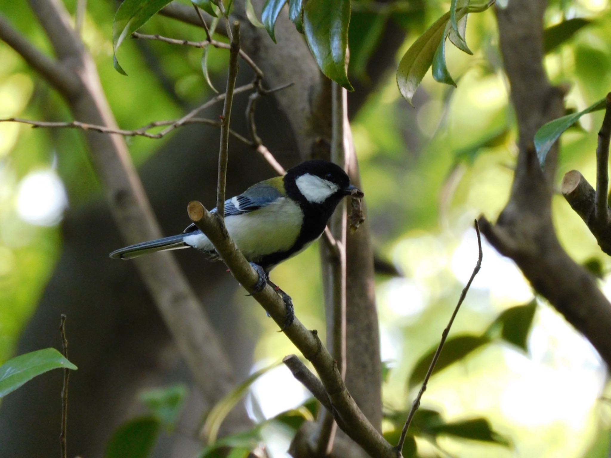 Photo of Japanese Tit at Higashitakane Forest park by 杜鵑