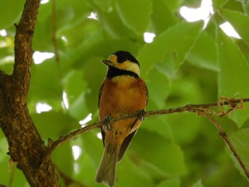 Varied Tit Higashitakane Forest park Fri, 5/3/2024