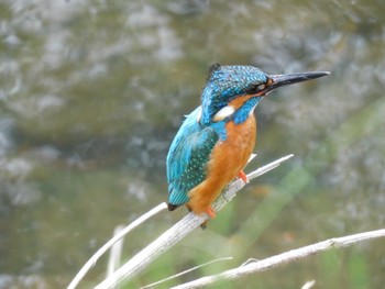 Common Kingfisher いたち川 Thu, 5/2/2024