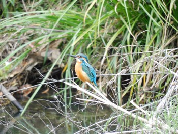 Common Kingfisher いたち川 Thu, 5/2/2024