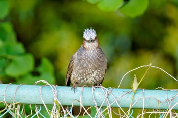 Brown-eared Bulbul 近所 Fri, 5/3/2024