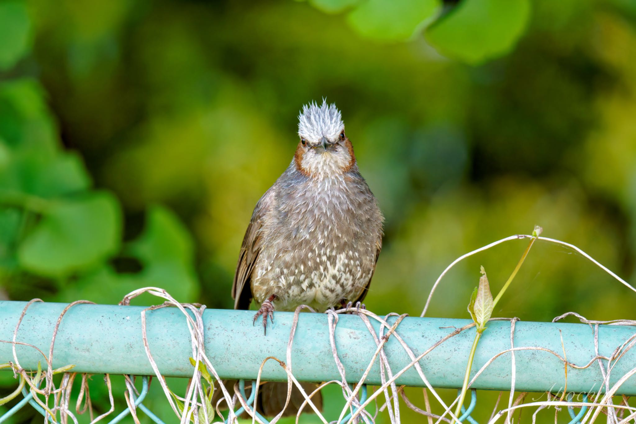 Photo of Brown-eared Bulbul at 近所 by アポちん