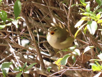 2024年5月1日(水) 鹿沼公園の野鳥観察記録